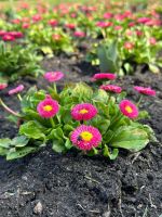 IMG-20250331-WA0017